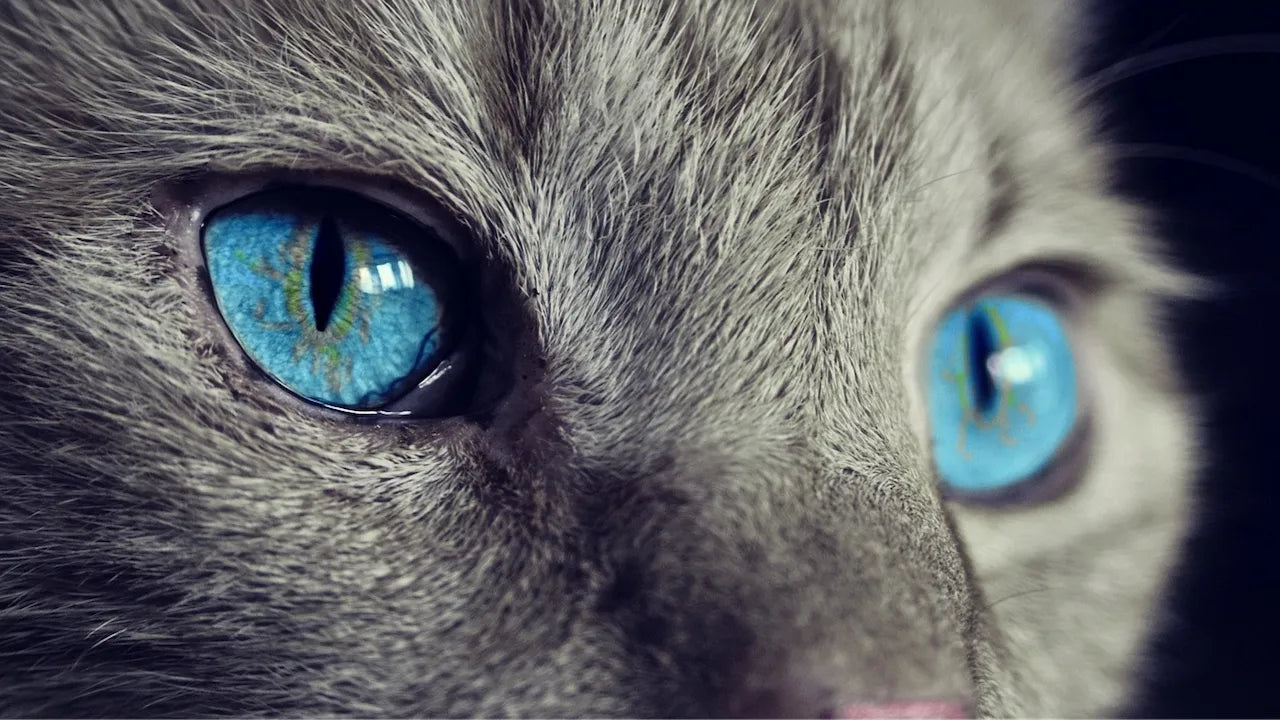 GEL OJO DE GATO 🐈